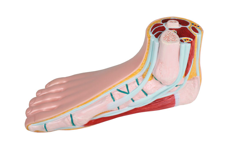 Modelfod, Normal fod