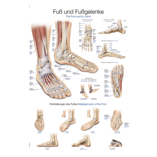 Modeller fødder knogler Lær om fodens anatomi | Kjærulff Fodplejeartikler